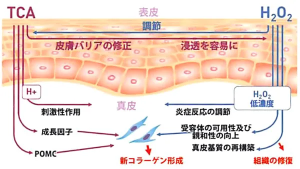 効果の及ぶ深度と保護のバランス