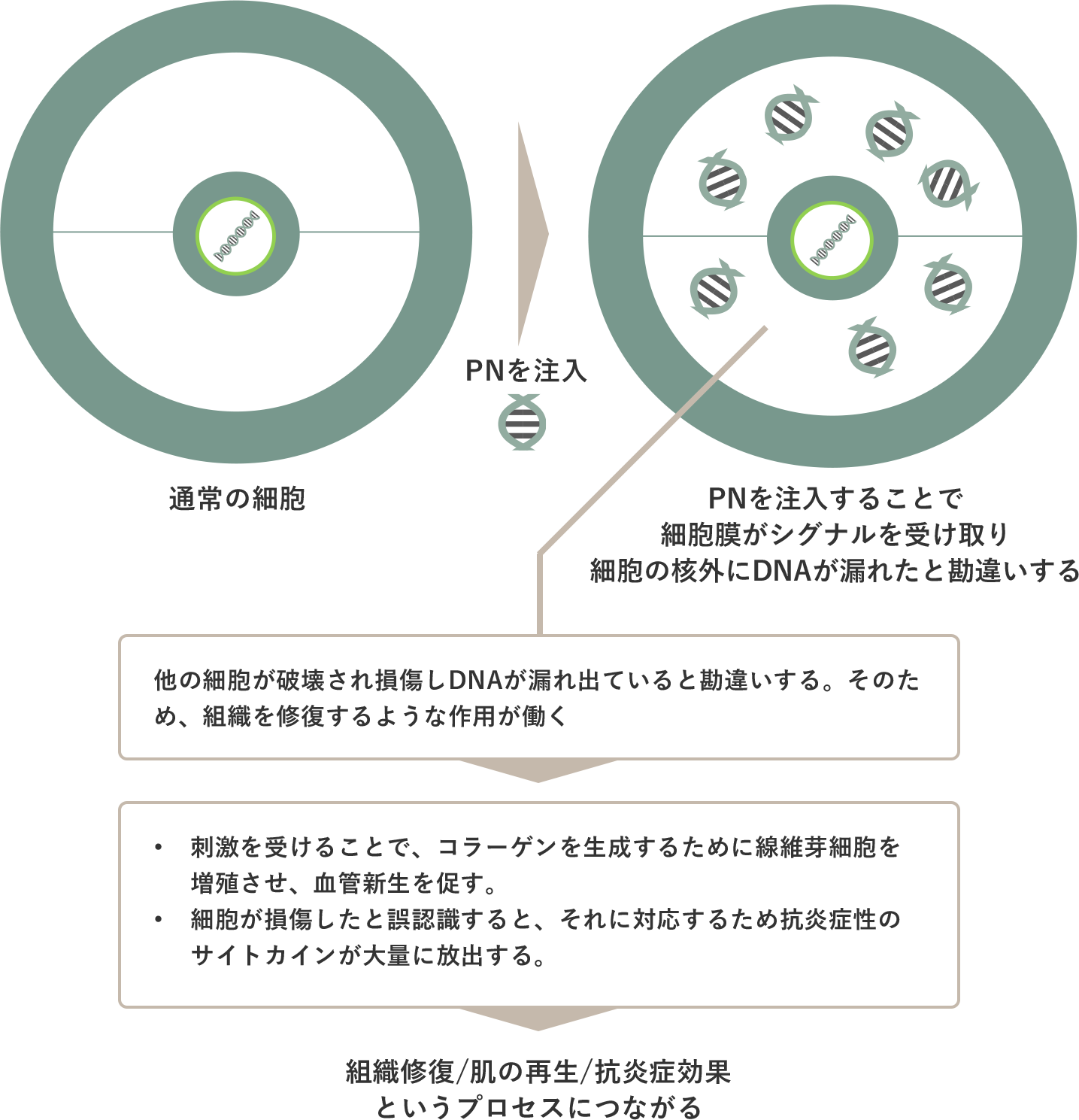 PN(ポリヌクレオチド)の生体内での反応
