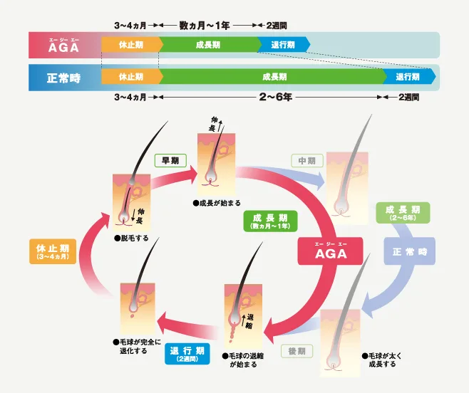 髪の一生、ヘアサイクル