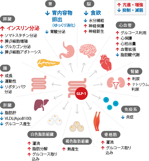 GLP-1の効果