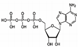アデノシン三リン酸 (ATP)