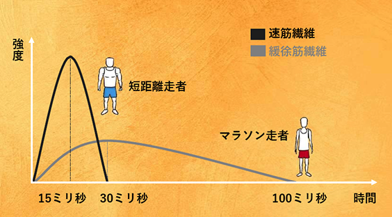 遅筋繊維(緩徐筋繊維)と速筋繊維を刺激して鍛える