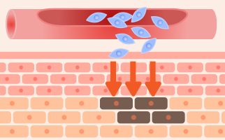 血管を乗り越えて、修復が必要な細胞に幹細胞が向かいます